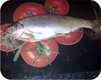 Fresh Rainbow Trout